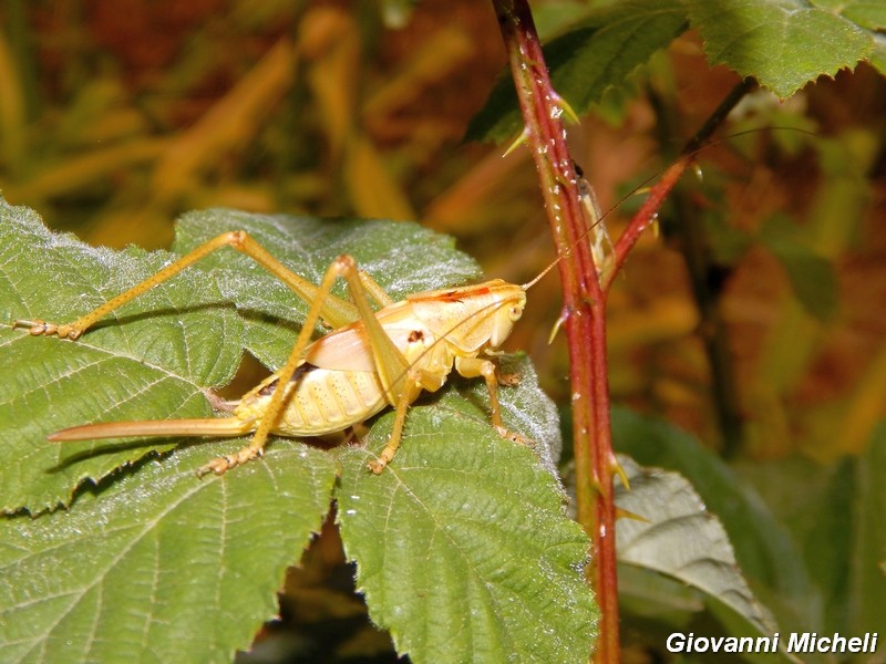 Ninfa di Tettigonia sp.